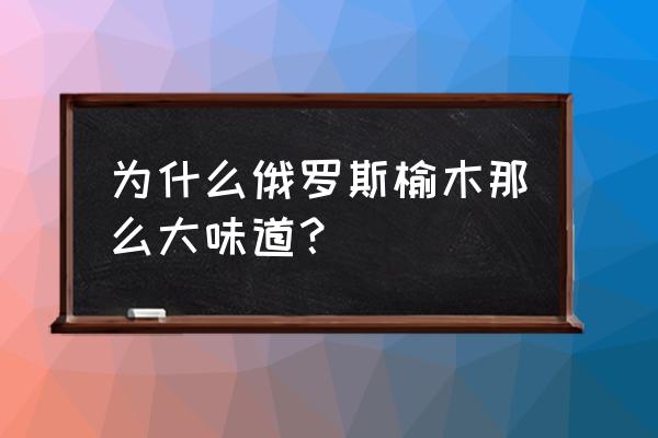 榆木主要生长什么地方 为什么俄罗斯榆木那么大味道? 榆木主要生长什么地方 为什么俄罗斯榆木那么大味道?
