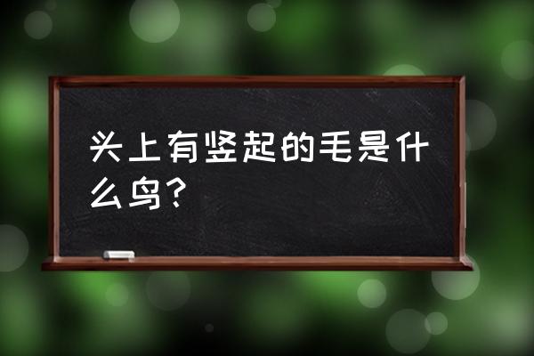 头上羽毛立着是什么鸟 头上有竖起的毛是什么鸟? 头上羽毛立着是什么鸟 头上有竖起的毛是什么鸟?