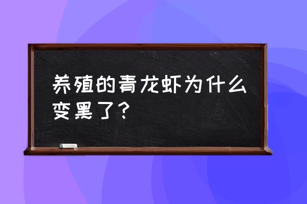 澳洲小龙虾发黑发青怎么回事 养殖的青龙虾为什么变黑了? 澳洲小龙虾发黑发青怎么回事 养殖的青龙虾为什么变黑了?