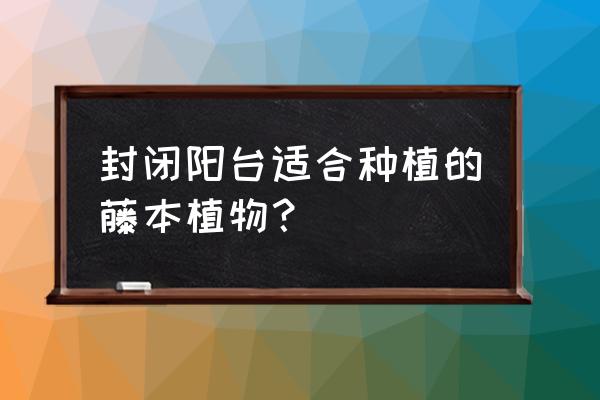 封闭阳台可以种蔷薇吗 封闭阳台适合种植的藤本植物? 封闭阳台可以种蔷薇吗 封闭阳台适合种植的藤本植物?