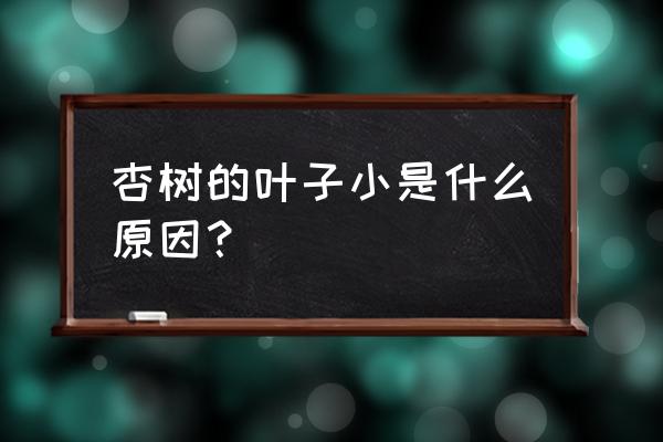 南通哪家苗圃收购杏树 杏树的叶子小是什么原因? 南通哪家苗圃收购杏树 杏树的叶子小是什么原因?