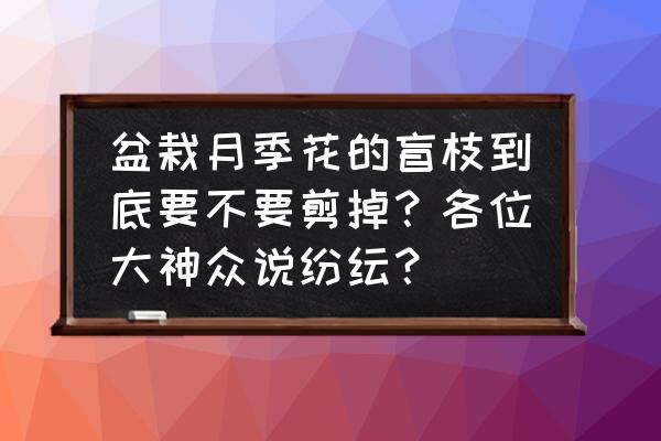 月季全是盲枝是什么原因 盆栽月季花的盲枝到底要不要剪掉?各位大神众说纷纭? 月季全是盲枝是什么原因 盆栽月季花的盲枝到底要不要剪掉?各位大神众说纷纭?
