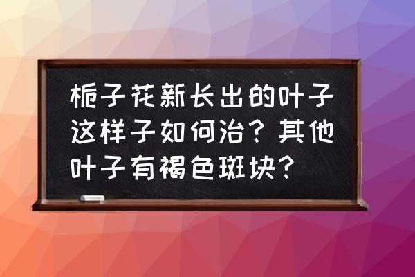 新鲜的栀子花怎样保存得更久 栀子花新长出的叶子这样子如何治?其他叶子有褐色斑块? 新鲜的栀子花怎样保存得更久 栀子花新长出的叶子这样子如何治?其他叶子有褐色斑块?