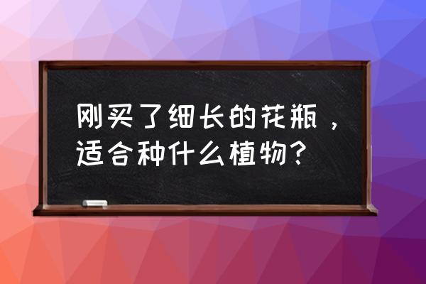 紫叶吊竹梅的扦插 刚买了细长的花瓶,适合种什么植物? 紫叶吊竹梅的扦插 刚买了细长的花瓶,适合种什么植物?