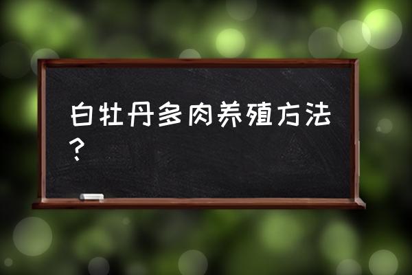 白牡丹多肉怎么养爆盆 白牡丹多肉养殖方法? 白牡丹多肉怎么养爆盆 白牡丹多肉养殖方法?