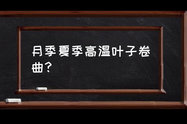 月季新叶子卷曲萎蔫花骨朵发黑 月季夏季高温叶子卷曲? 月季新叶子卷曲萎蔫花骨朵发黑 月季夏季高温叶子卷曲?