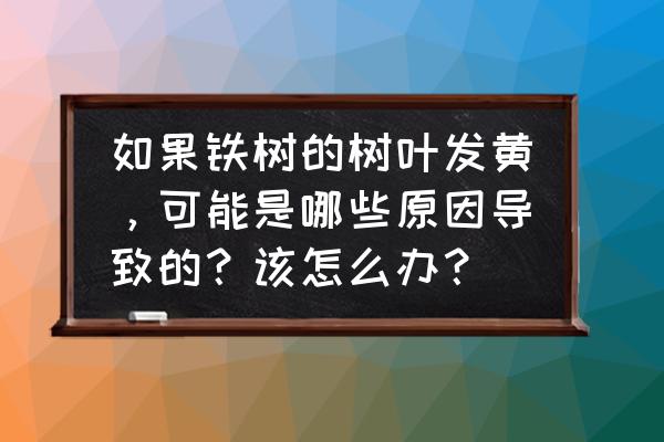 水培巴西铁树叶子发黄怎么处理 如果铁树的树叶发黄,可能是哪些原因导致的?该怎么办? 水培巴西铁树叶子发黄怎么处理 如果铁树的树叶发黄,可能是哪些原因导致的?该怎么办?