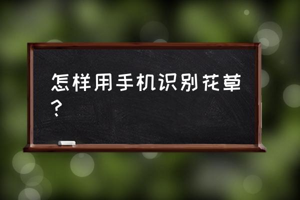 手机拍照识别植物怎么用 怎样用手机识别花草? 手机拍照识别植物怎么用 怎样用手机识别花草?