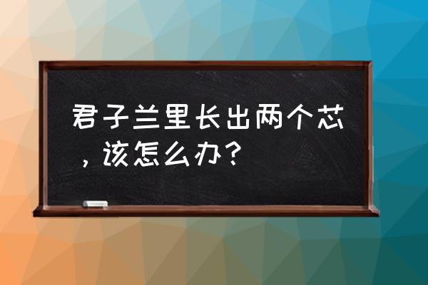 君子兰没棍了怎么养出根来 君子兰里长出两个芯,该怎么办? 君子兰没棍了怎么养出根来 君子兰里长出两个芯,该怎么办?