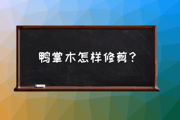 鸭掌木枝干枯萎发黑怎么办 鸭掌木怎样修剪? 鸭掌木枝干枯萎发黑怎么办 鸭掌木怎样修剪?