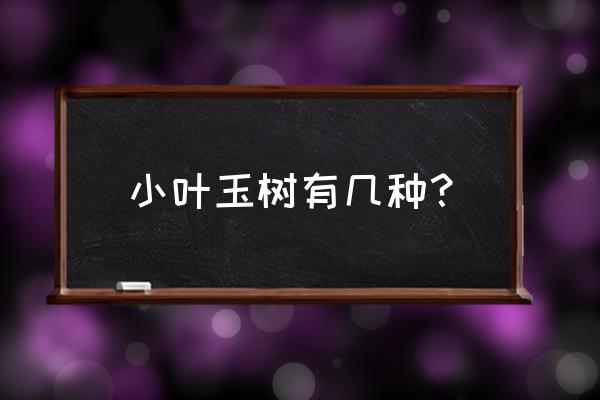 筒叶花月与铲叶花月区别 小叶玉树有几种? 筒叶花月与铲叶花月区别 小叶玉树有几种?