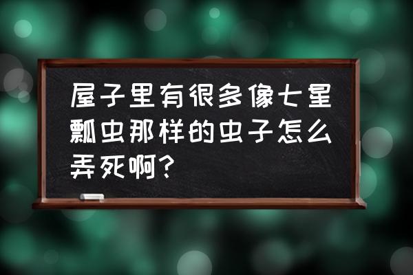 房间潮虫怎么彻底消灭干净 屋子里有很多像七星瓢虫那样的虫子怎么弄死啊? 房间潮虫怎么彻底消灭干净 屋子里有很多像七星瓢虫那样的虫子怎么弄死啊?