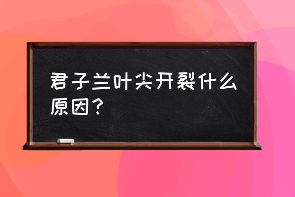 君子兰叶片断裂怎么治 君子兰叶尖开裂什么原因? 君子兰叶片断裂怎么治 君子兰叶尖开裂什么原因?