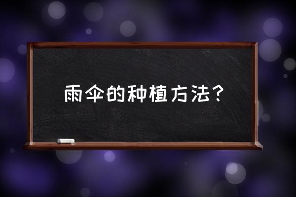 大叶伞怎么养才长得好 雨伞的种植方法? 大叶伞怎么养才长得好 雨伞的种植方法?