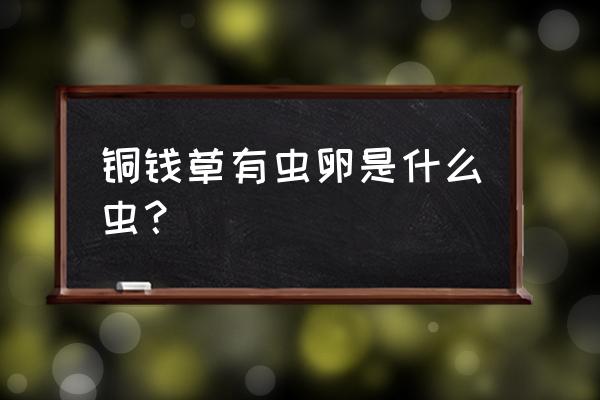 铜钱草水中蠕动的黑色虫子 铜钱草有虫卵是什么虫? 铜钱草水中蠕动的黑色虫子 铜钱草有虫卵是什么虫?