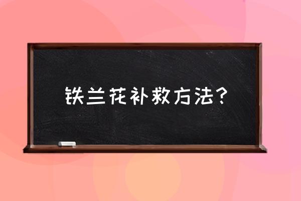 铁兰浇水正确方法 铁兰花补救方法? 铁兰浇水正确方法 铁兰花补救方法?