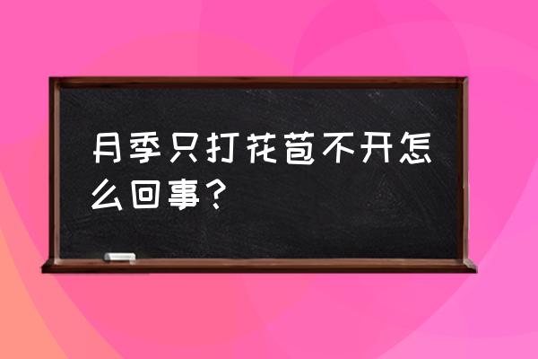 月季只长叶子不开花是为什么呢 月季只打花苞不开怎么回事? 月季只长叶子不开花是为什么呢 月季只打花苞不开怎么回事?