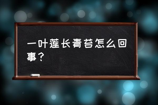 一叶莲适合养在家里吗 一叶莲长青苔怎么回事? 一叶莲适合养在家里吗 一叶莲长青苔怎么回事?