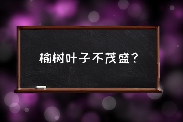 榆树老桩怎么生根快 榆树叶子不茂盛? 榆树老桩怎么生根快 榆树叶子不茂盛?