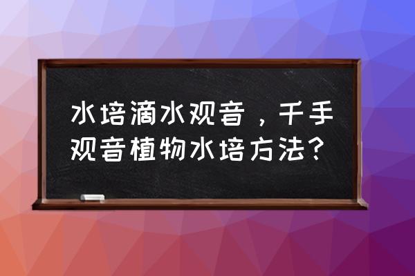 滴水观音横向水培正确方法 水培滴水观音,千手观音植物水培方法? 滴水观音横向水培正确方法 水培滴水观音,千手观音植物水培方法?