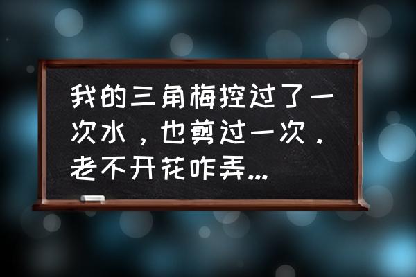 剪下来的三角梅怎么栽培 我的三角梅控过了一次水,也剪过一次。老不开花咋弄?谢谢? 剪下来的三角梅怎么栽培 我的三角梅控过了一次水,也剪过一次。老不开花咋弄?谢谢?