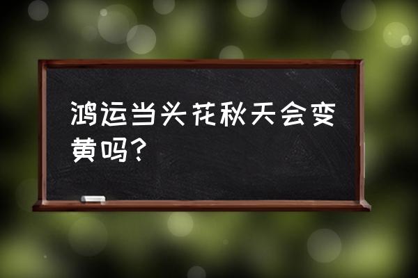 鸿运当头耐寒吗怎么养 鸿运当头花秋天会变黄吗? 鸿运当头耐寒吗怎么养 鸿运当头花秋天会变黄吗?