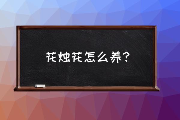 火鹤花好养吗怎么养 花烛花怎么养? 火鹤花好养吗怎么养 花烛花怎么养?