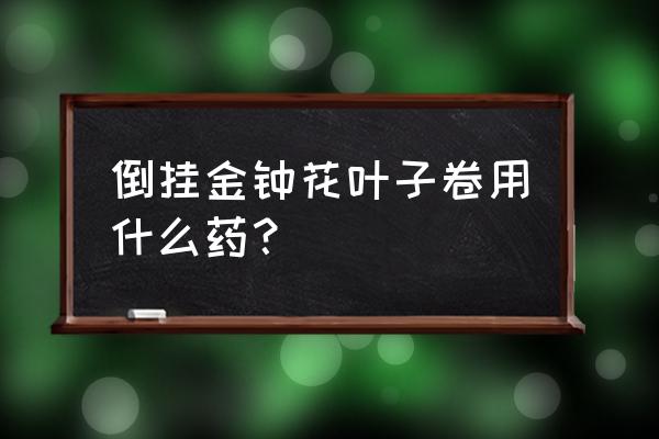 倒挂金钟的叶子长黑斑怎么办 倒挂金钟花叶子卷用什么药? 倒挂金钟的叶子长黑斑怎么办 倒挂金钟花叶子卷用什么药?