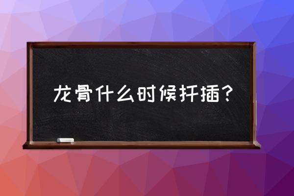 这4种花现在扦插最容易生根杀菌 龙骨什么时候扦插? 这4种花现在扦插最容易生根杀菌 龙骨什么时候扦插?