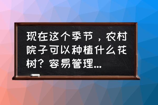 露天小院子怎么种花 现在这个季节,农村院子可以种植什么花树?容易管理的有哪些? 露天小院子怎么种花 现在这个季节,农村院子可以种植什么花树?容易管理的有哪些?