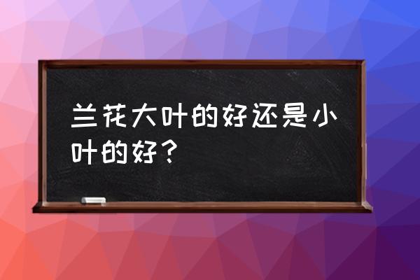 怎样护理大叶兰花 兰花大叶的好还是小叶的好? 怎样护理大叶兰花 兰花大叶的好还是小叶的好?