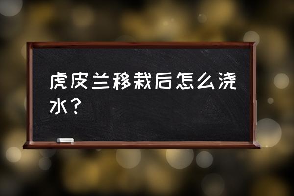 虎皮兰开完花了怎么办 虎皮兰移栽后怎么浇水? 虎皮兰开完花了怎么办 虎皮兰移栽后怎么浇水?
