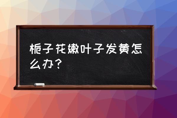 栀子花叶片很绿但不油亮 栀子花嫩叶子发黄怎么办? 栀子花叶片很绿但不油亮 栀子花嫩叶子发黄怎么办?