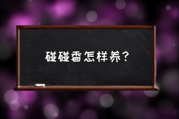 碰碰香夏季怎么扦插生根快 碰碰香怎样养? 碰碰香夏季怎么扦插生根快 碰碰香怎样养?